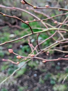 The first sign of growth are the visible swelling of the flower buds.