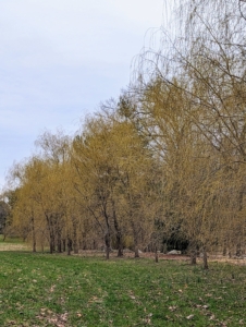 From a distance, everyone notices the stunning golden-yellow weeping willows. Here is one grove of weeping willows at the edge of my pinetum. The golden hue looks so pretty against the early spring landscape.
