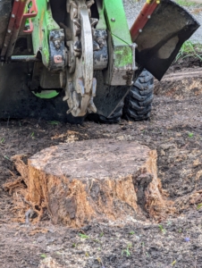 I called in the professionals to grind up the stumps. The grinder has discs that spin at high speeds gradually cutting further down the stump until there is nothing left.
