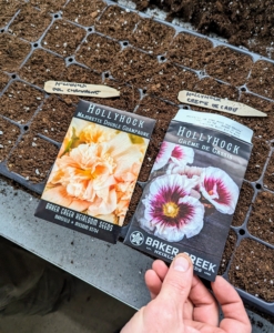 Here are two packets of seeds with their corresponding markers. Hollyhocks, Alcea rosea, can reach five to eight-feet tall and up to about four feet across. The flowers come in an array of colors, from white, red, pink, yellow, and even black.