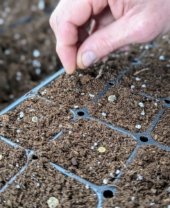 Ryan drops one to three seeds into each cell. It’s always a good idea to keep a record of when seeds are sown, when they germinate, and when they are transplanted. These observations will help organize a schedule for the following year.