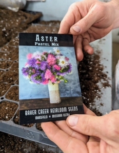 Ryan also planted some Asters. This mix produces clusters of large, glistening sea urchin shaped blooms in pastel colors in pink, white, and lavender.