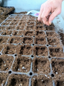 Look closely and one can see the seeds in the cell. These seeds will be selectively thinned in a few weeks. The process eliminates the weaker sprout and prevents overcrowding, so seedlings don’t have any competition for soil nutrients or room to mature.