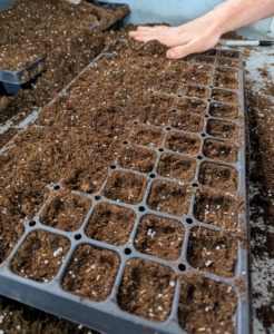 After each tray is seeded, Ryan covers them by leveling the soil and filling the tray holes back in with the medium.