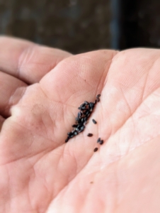 Some seeds are very small – be very careful when pouring them out of the packet. Balloon flowers have tiny, brown seeds that look almost like miniature grains of brown rice.