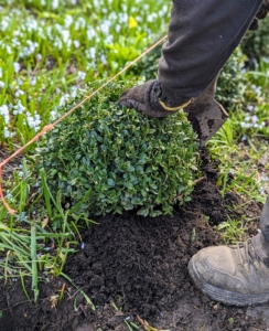 The boxwood is planted right away in the spot. Landscape twine is also positioned to ensure the shrubs are lined up perfectly where the bed is straight.