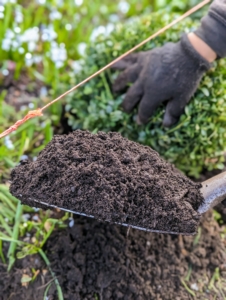 Phurba backfills wherever necessary. Boxwood shrubs have shallow root systems, so proper mulching after they are planted will help retain moisture and keep the roots cool.