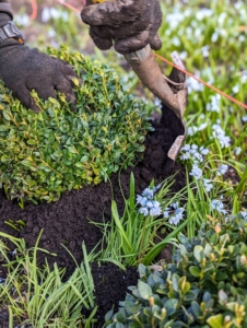 Boxwood prefers well-drained soil with a lot of organic matter. Loamy soil or sandy conditions are best. Most boxwoods like some shade, but some varieties handle full sun exposure better than others.