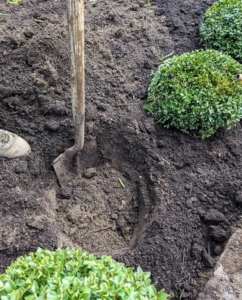 Holes are dug twice as wide as the boxwood root balls, but no deeper. Once in the hole, the top of the root ball should be a half-inch higher than the soil surface. We’ve had a lot of rain lately, so the soil is quite moist and soft.