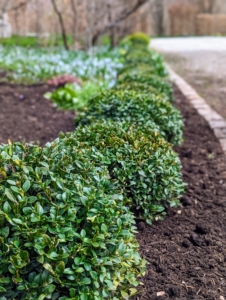 Known as “man’s oldest garden ornamental” according to the American Boxwood Society, ancient Egyptians used boxwoods as decorative plants as early as 4000 B.C. Here is one side all done.