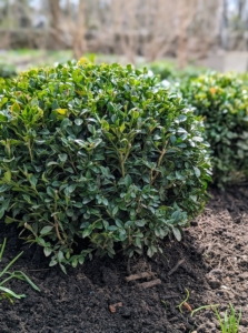 I love boxwood, Buxus, and have hundreds of these bold green shrubs growing all over my Bedford, New York farm. I take very special care of these specimens - they are regularly pruned and groomed, and in winter they are covered in a layer of protective burlap. It's so nice to see them thrive in the gardens.