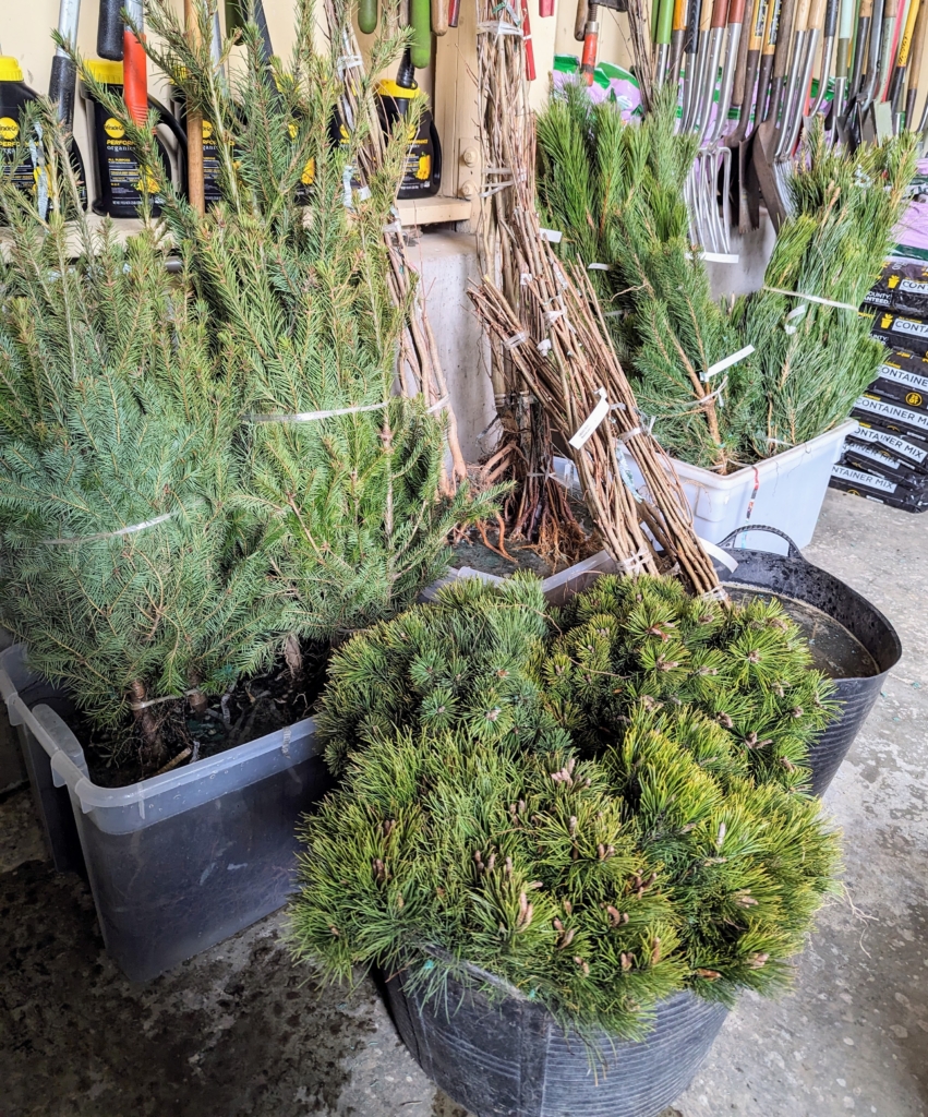 Potting Up Trees and Shrubs - The Martha Stewart Blog