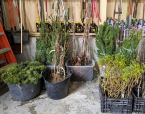 Here is our latest order from Musser. I’ve bought many trees from Musser Forests Inc. over the years and have always been very pleased with their specimens. Bare-root trees are so named because the plants are dug from the ground while dormant and stored without any soil surrounding their roots. Soaking the roots right away gives them all a strong start.
