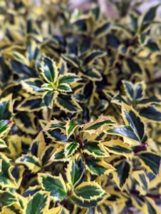 Gold Coast® English Holly, Ilex aquifolium 'Monvila' is a small evergreen shrub with many branches of dense, small, toothy, dark green leaves edged in bright golden yellow. This is a male form, so it has no berries, but it will act as a pollenizer for other female English holly varieties.