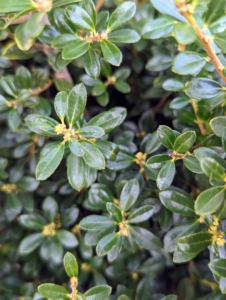 Luxus® Compact Japanese Holly Ilex crenata 'Annys5' looks very similar to boxwood and can make a nice replacement option. It has dark green foliage and a naturally dense, rounded shrub form with leaves that keep their color year-round.