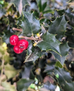 Red Beauty® Holly, Ilex x 'Rutzan', has bright red berries and glossy, dark green foliage.
