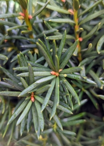 If you're looking for an excellent tall hedge plant, consider Hicks Yew, Taxus x media 'Hicksii'. Its long, upright-growing branches and dense, glossy, dark green foliage naturally form a narrow, columnar habit and can provide good privacy screening where needed.