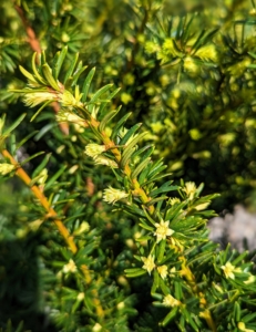 Dense Spreading Yew, Taxus x media 'Densiformis', is an excellent low spreading plant for a hedge or border.