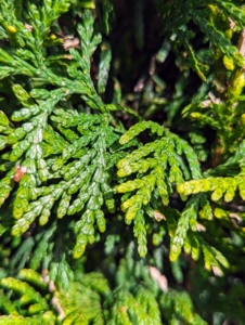 Many may recognize the foliage of arborvitae. This Monrovia exclusive is Tiny Tower® Green Giant Arborvitae Thuja x 'MonRig'. It is great for its upright, more compact habit and lively green foliage.