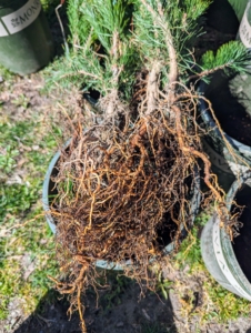 Healthy bare-root cuttings should not have any mold or mildew on the plants or on the packaging.