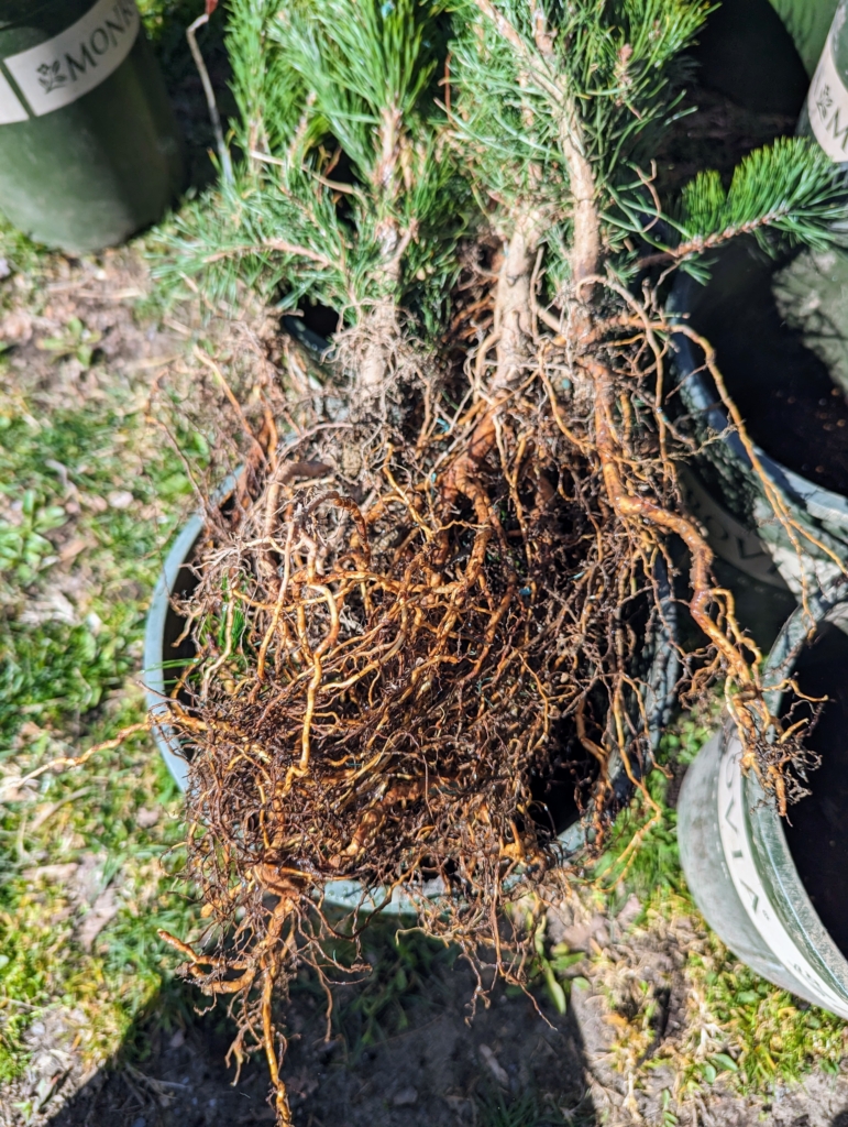 The Martha Stewart Blog : Blog Archive Potting Up Trees and Shrubs ...