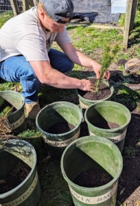 We save pots whenever we can – they always come in handy for projects like this, and I always encourage the crew to reuse supplies whenever possible. In an assembly line process, each pot is prepared with a small layer of soil ready for the tree and backfill.