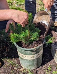 Josh plants each specimen carefully, so it is straight and centered in the container, with soil filling it up to where the roots start and the top shoots begin.