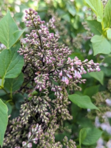 Little Darling® Lilac Syringa 'SMSDTL' also features large clusters. The dark-purple buds open to lilac-hue flowers. And, it blooms twice - heavily in spring, with a second, lighter bloom set in fall.