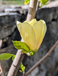 Yellow Bird Magnolia, Magnolia acuminata 'Yellow Bird' has bright canary yellow flowers that appear later in spring after the danger of frosts. If planting in multiples, try to find those that are early, mid- and late blooming, so there is color all season long.