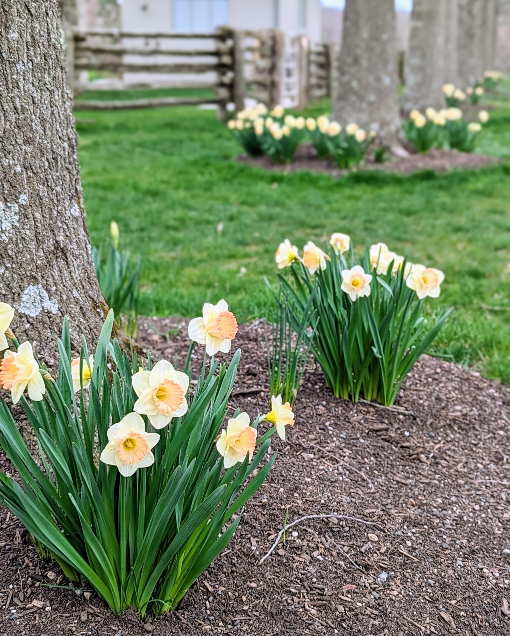 April Daffodils - The Martha Stewart Blog