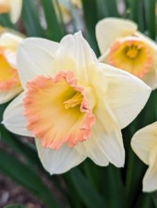 Narcissus ‘Martha Stewart’ is a Karel van der Veek hybrid with a three-inch white perianth surrounding a pale yellow cup. These flowers are reliable bloomers and can continue to produce each spring for decades.