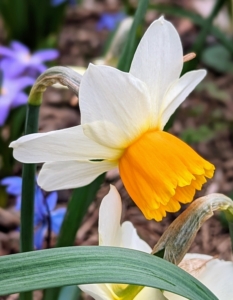 The flowers are generally white or yellow with either uniform or contrasting colored tepals and coronas. This white daffodil has a bold contrasting orange center.
