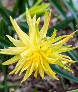 One of the more interesting daffodils blooming right now is this Narcissus 'Rip van Winkle', an heirloom double daffodil dating before 1884 with whorls of narrow, pale greenish yellow petals, some with a slight twist.