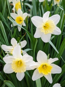When choosing where to plant daffodils, select an area that gets at least half a day of sun. Hillsides and raised beds do nicely.