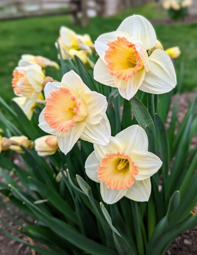 April Daffodils - The Martha Stewart Blog