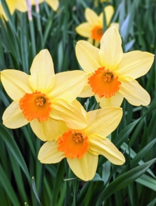 There are up to 40-species of daffodils, and more than 27-thousand registered daffodil hybrids.