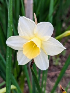 Daffodil plants prefer a neutral to slightly acidic soil. When planting, be sure there is room for them to spread, but not where the soil is water-logged.