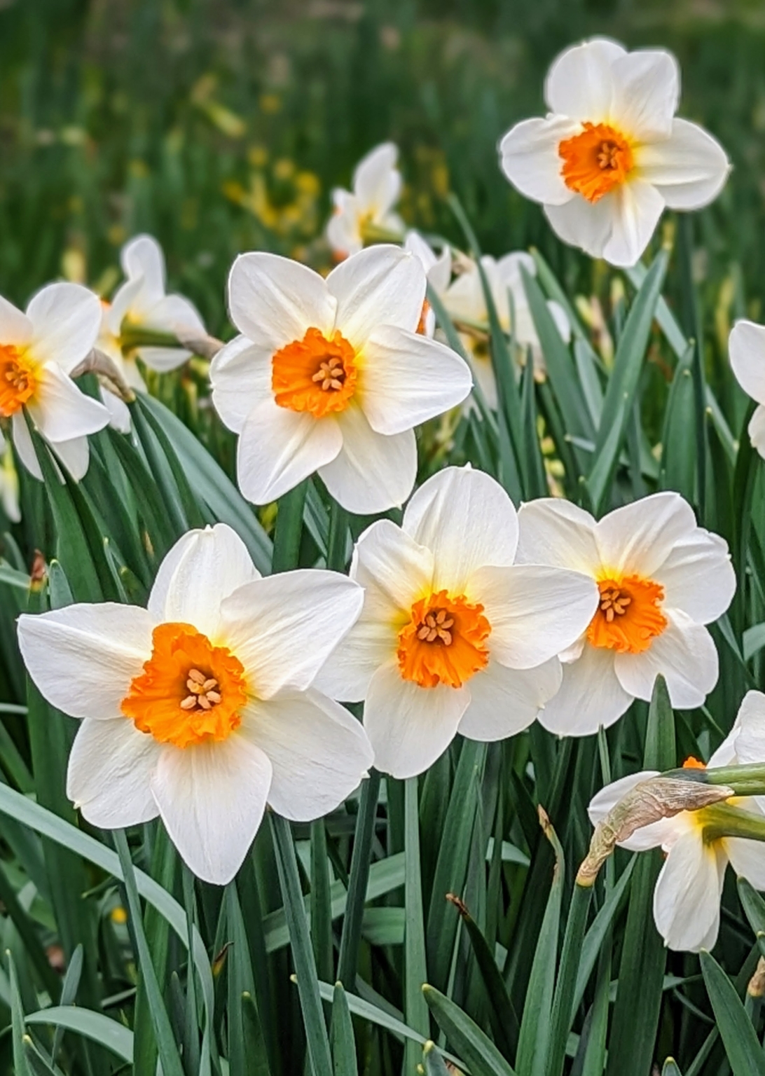 April Daffodils - The Martha Stewart Blog