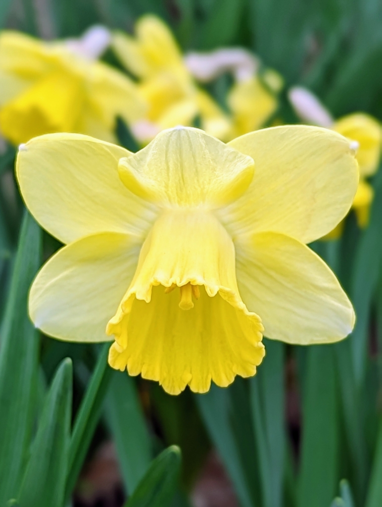 April Daffodils - The Martha Stewart Blog