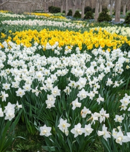 My long daffodil border is broken up into various groupings – different varieties, different shapes and sizes, and different blooming times. This provides a longer splash of color through the season. This view is from one end of my allée of lindens. We planted this section in 2019 and the flowers continue to blooms profusely every year.