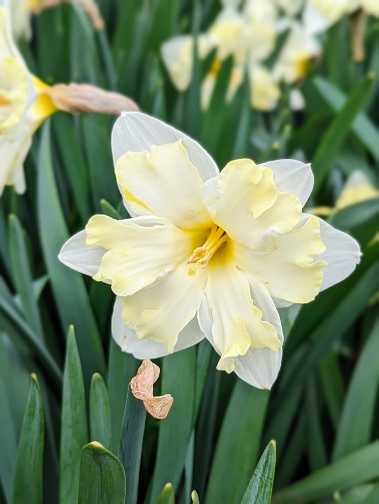 April Daffodils - The Martha Stewart Blog