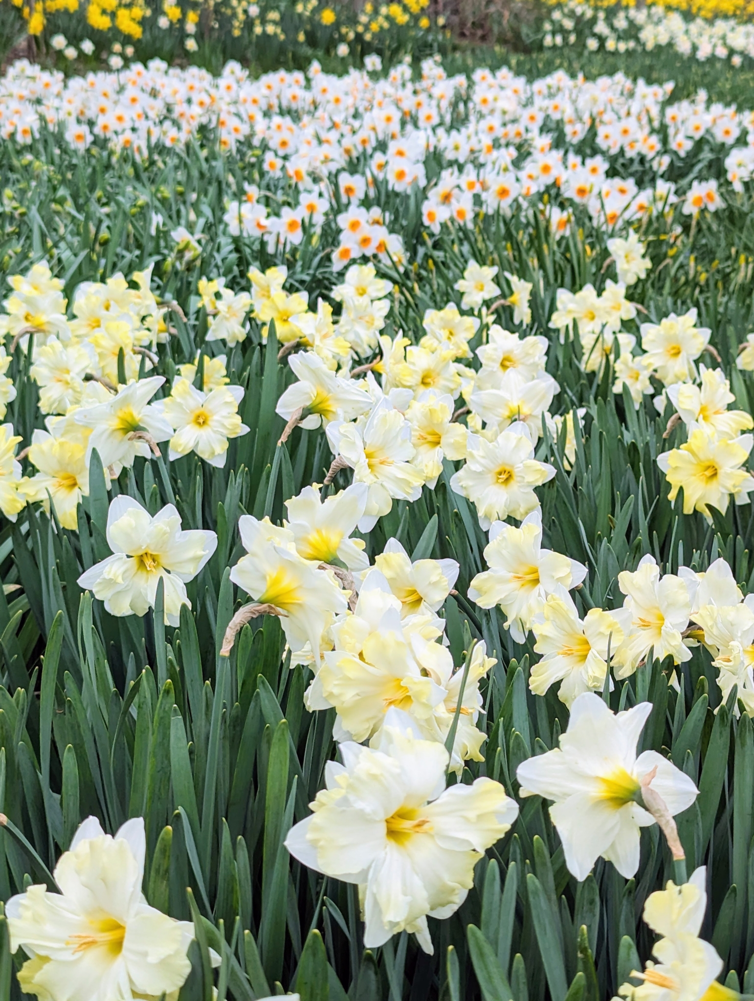 April Daffodils - The Martha Stewart Blog