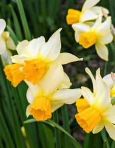 And remember what I always say about all plants and flowers – if you eat, so should your plants. Fertilize daffodils with extra phosphorous to encourage good root development, especially when they’re young.
