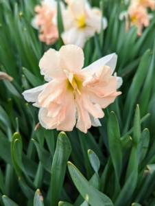 Normal rainfall will typically take care of any watering requirements during the spring flowering season. The most important care tip is to provide daffodils with rich, well-drained soil.