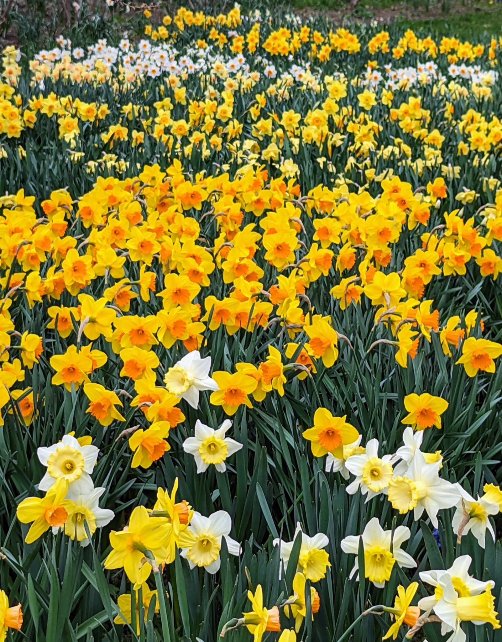 April Daffodils - The Martha Stewart Blog
