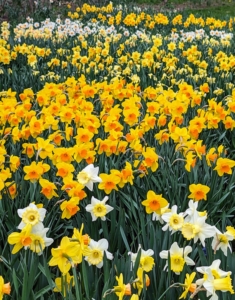 Narcissus is a genus of spring perennials in the Amaryllidaceae family. They’re known by the common name daffodil.