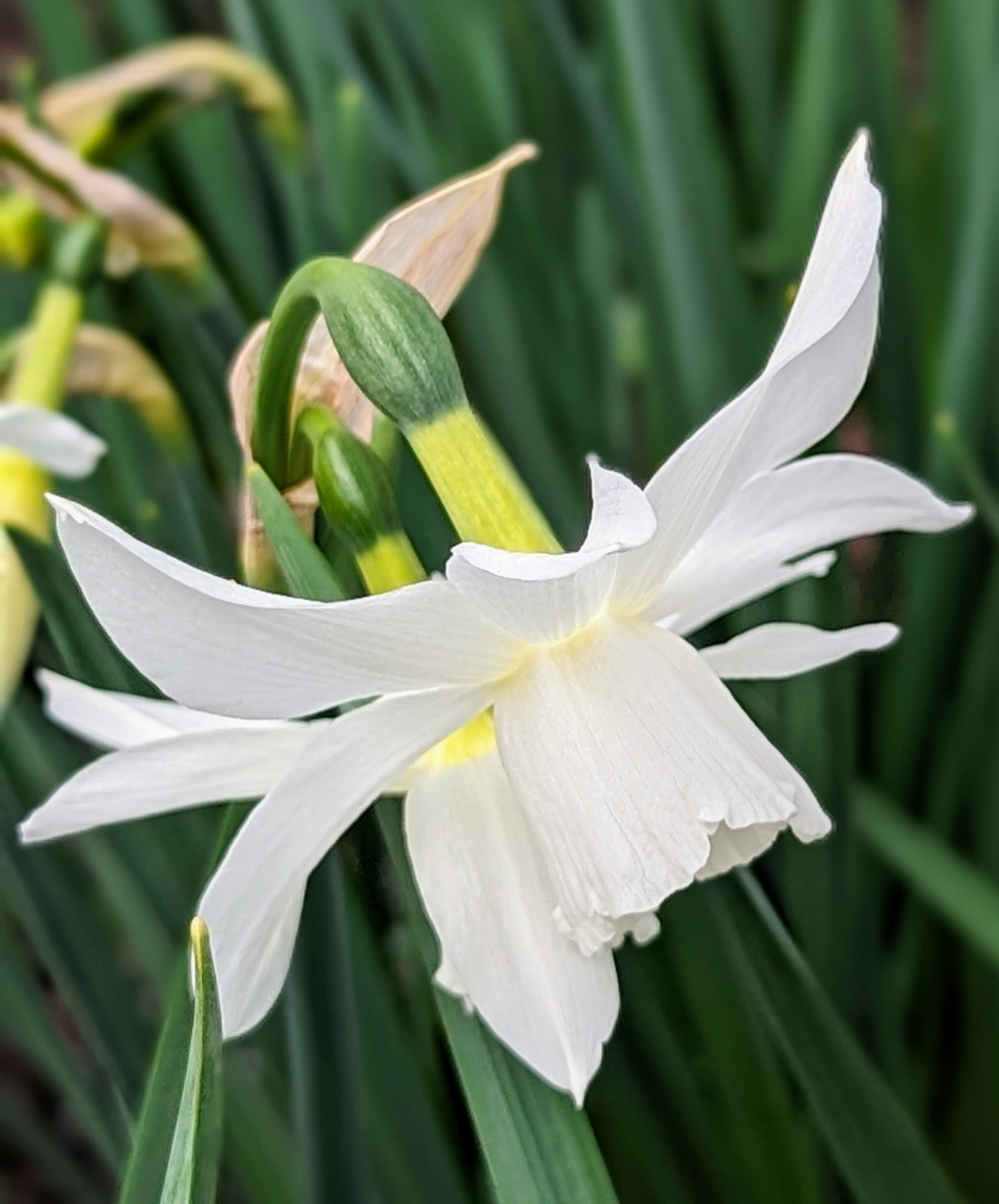 April Daffodils - The Martha Stewart Blog