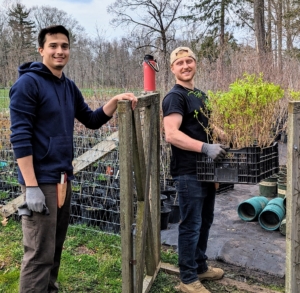 Our NYBG intern, Matthew Orego, and new gardener Josh Casalli, are tasked with potting up all the new specimens - 1000 of them. The trees will only remain in these pots temporarily – eventually, they will be transplanted in various locations around the farm.