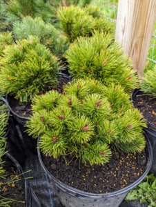 Some of the evergreens include Mugho pines, Pinus mugo pumilio, also known as Swiss Mountain Pine. It's a dwarf, low growing spreading pine with dark green, stiff needles.