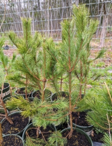 These trees are Austrian pines, Pinus nigra, or black pine, a medium to large-sized evergreen conifer that grows 40- to 60-feet tall and 20- to 40-feet wide. The dark green needles are longer than most - about four-inches in length.